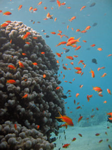 אלמוגים באילת